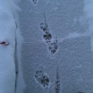 Meet your Posher, Renalyn